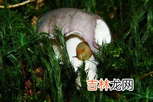 维安双菇能治胃病吗,维安双菇效果好不好？维安双菇真的可以治胃病？