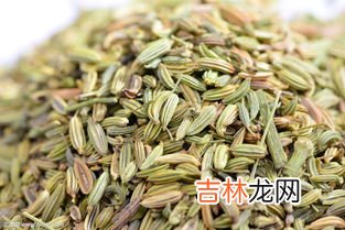 茴香有什么营养价值,茴香的营养价值有哪些