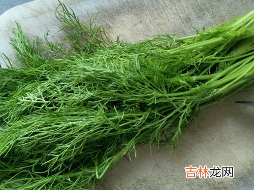 茴香有什么营养价值,茴香的营养价值有哪些