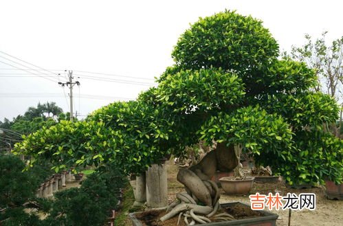 虎皮榕树怎么养殖方法,虎皮榕适合什么样的土壤?