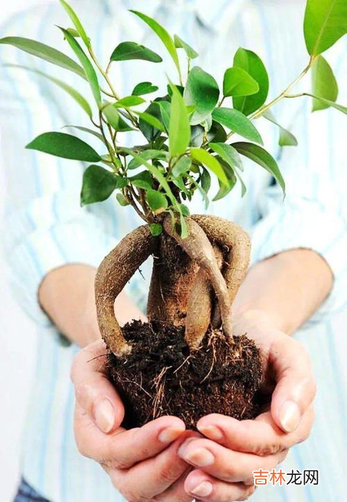 虎皮榕树怎么养殖方法,虎皮榕适合什么样的土壤?