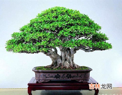 虎皮榕树怎么养殖方法,虎皮榕适合什么样的土壤?