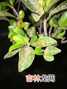 虎皮榕树怎么养殖方法,虎皮榕适合什么样的土壤?