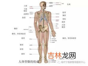 成人有多少块骨头,正常成年人全身一共有多少块骨头