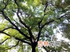 树什么不长人什么不立,树无根不长人无志不立是什么意思 怎么理解树无根不长人无志不立