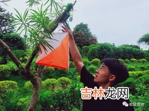 树什么不长人什么不立,树无根不长人无志不立是什么意思 怎么理解树无根不长人无志不立