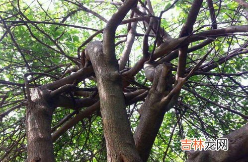 树什么不长人什么不立,树无根不长人无志不立是什么意思 怎么理解树无根不长人无志不立