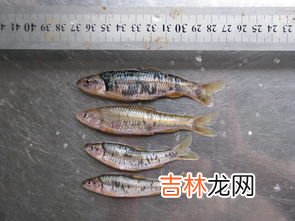 黑鳍的赃物怎么做,在尘泥沼泽中接的任务饿！怎么做呀，那鱼哪找去？