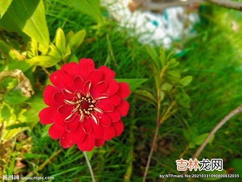 红菊花花语,不同颜色菊花的花语和寓意