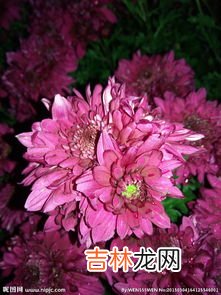 红菊花花语,不同颜色菊花的花语和寓意