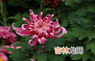 红菊花花语,不同颜色菊花的花语和寓意
