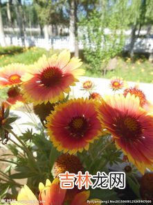 红菊花花语,不同颜色菊花的花语和寓意