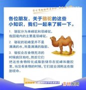 骆驼为什么不怕刺,骆驼的嘴为什么不怕刺？