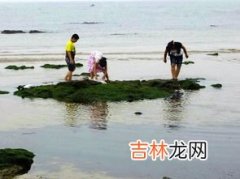 秦皇岛当地人在哪赶海,去秦皇岛玩，请问秦皇岛哪里赶海比较好?本地人去的地方？