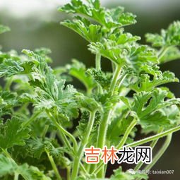 驱蚊草放室内对人体有害吗,驱蚊草放室内对人体有害吗?