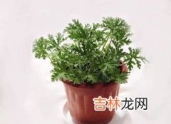 驱蚊草放室内对人体有害吗,驱蚊草放室内对人体有害吗？