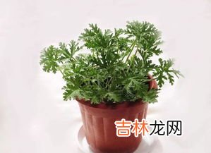驱蚊草放室内对人体有害吗,驱蚊草放室内对人体有害吗?