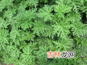 驱蚊草放室内对人体有害吗,驱蚊草放室内对人体有害吗?
