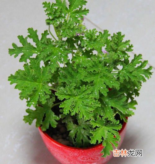 驱蚊草放室内对人体有害吗,驱蚊草放室内对人体有害吗?