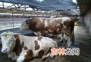 黄牛生长最快的年龄段是什么时候,黄牛的繁殖周期快吗