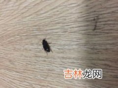 蟑螂白天会出来吗,为什么白天看不到蟑螂?