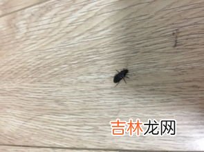 蟑螂白天会出来吗,为什么白天看不到蟑螂?