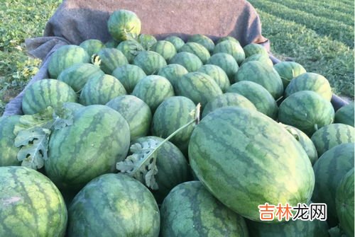 为什么8424西瓜不能吃,8424西瓜和麒麟西瓜有什么区别
