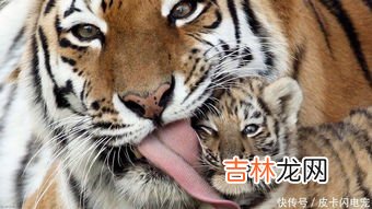 老虎的舌头上有倒刺吗,民间流传：老虎舔一下，一块皮掉下，是真的吗？