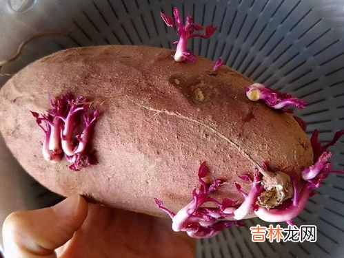 洋姜发芽了还能不能吃,洋姜发芽了还能不能吃 洋姜发芽了还能吃吗