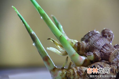 洋姜发芽了还能不能吃,洋姜发芽了还能不能吃 洋姜发芽了还能吃吗