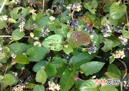 火炭母别名叫什么,请问这野果的名字叫什么？