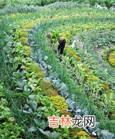 火炭母别名叫什么,请问这野果的名字叫什么？