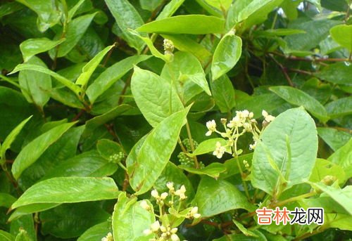 火炭母别名叫什么,请问这野果的名字叫什么？