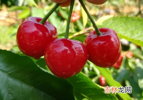 女 小樱桃是指人身体哪个部分,樱桃在身体里代表什么???
