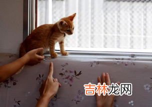 火车上带猫发现了会罚款吗,偷偷带猫上火车的后果被发现会怎样？