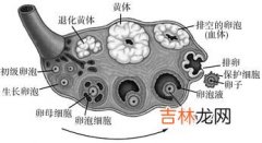 克罗米芬是让卵泡早排吗,促进卵泡排出的药物