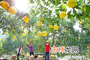 柚子苦能吃吗,太苦的柚子能吃吗