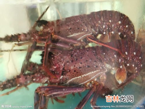 大龙虾死了冻起来可以吗,龙虾死了可以冷冻吗