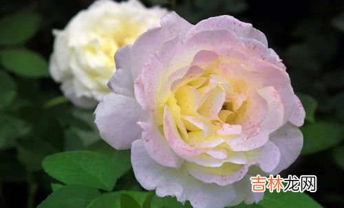 月季花怎么养殖,月季花如何养殖