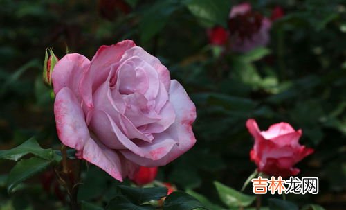 月季花怎么养殖,月季花如何养殖