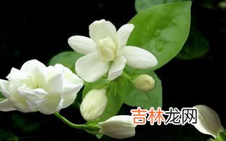 茉莉花怎么养,茉莉花怎么养