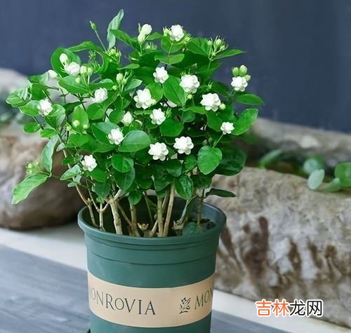 茉莉花怎么养,茉莉花怎么养