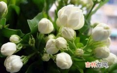 茉莉花怎么养,茉莉花怎么养