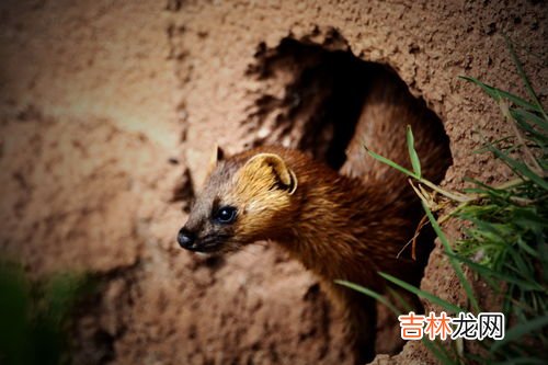 黄鼠狼吃什么食物为主,黄鼠狼喜欢吃什么