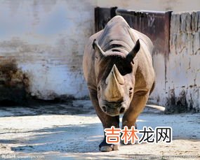 犀牛有几个角,犀牛有几个角﹖