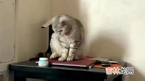 狸花猫为什么那么凶,为什么梨花猫比菊猫闹腾很多，白天很凶，晚上用在身上到处蹭撒娇怎么办？