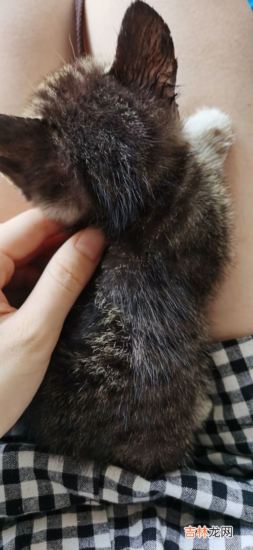 狸花猫为什么那么凶,为什么梨花猫比菊猫闹腾很多，白天很凶，晚上用在身上到处蹭撒娇怎么办？