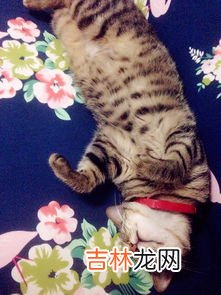 狸花猫为什么那么凶,为什么梨花猫比菊猫闹腾很多，白天很凶，晚上用在身上到处蹭撒娇怎么办？