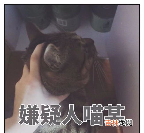 狸花猫为什么那么凶,为什么梨花猫比菊猫闹腾很多，白天很凶，晚上用在身上到处蹭撒娇怎么办？