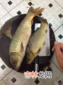 杀的鱼放一晚上会不会坏,杀了的鲫鱼能放几天